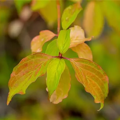 C 7,5 80- 100 - Roter Hartriegel 'Winter Beauty' - Cornus sanguinea 'Winter Beauty' - Collection