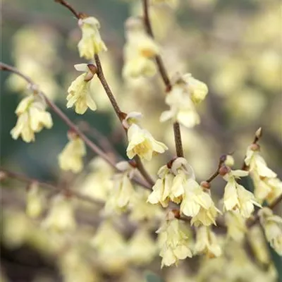 Sol C 15 60- 80 - Niedrige Scheinhasel - Corylopsis pauciflora - Collection