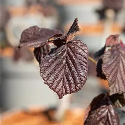 Sol 3xv mB 80- 100 - Bluthasel - Corylus maxima 'Purpurea' - Collection