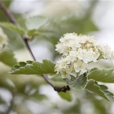 C 3 60- 100 - Zweigriffliger Weissdorn - Crataegus laevigata - Collection