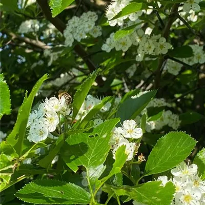 Sol 3xv mDb 100- 125 - Synonym - Crataegus prunifolia 'Splendens' - Collection