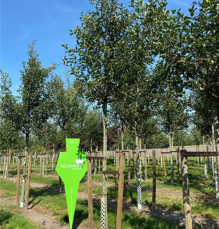 Synonym - Crataegus prunifolia 'Splendens' - Collection