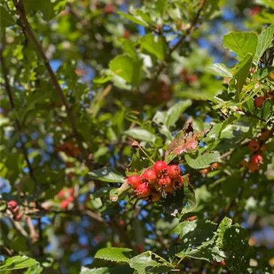 Sol Baum 4xv mDb 150-200 x 400-500 30- 35 - Synonym - Crataegus prunifolia 'Splendens' - Collection