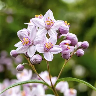 C 3 30- 40 - Sternchenstrauch 'Rosealind' - Deutzia elegantissima 'Rosealind' - Collection