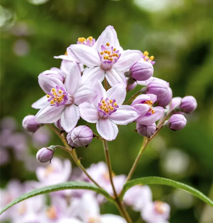 Sternchenstrauch 'Rosealind' - Deutzia elegantissima 'Rosealind' - Collection