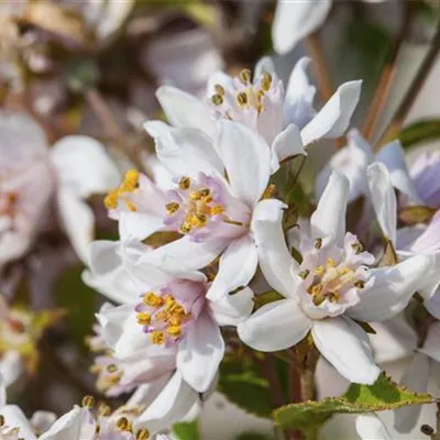 C 7,5 80- 100 - Sternchenstrauch 'Contraste' - Deutzia hybrida 'Contraste' - Collection