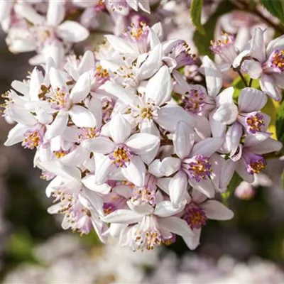 C 3 40- 60 - Rosa Maiblumenstrauch - Deutzia rosea - Collection