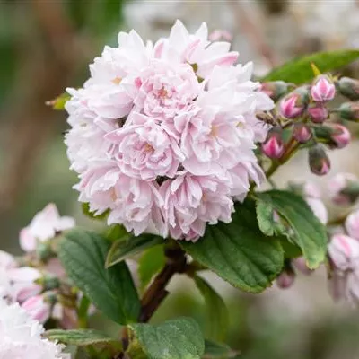 C 3 40- 60 - Sternchenstrauch 'Pink Pom-Pom' - Deutzia hybrida 'Pink Pom-Pom' - Collection