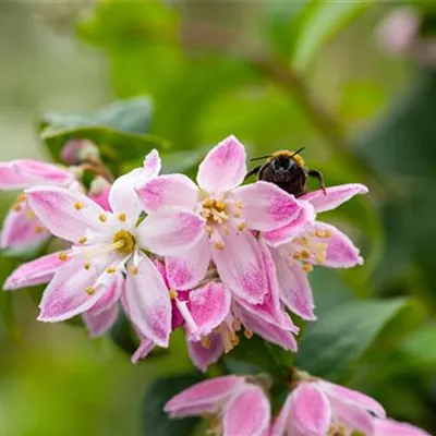 C 3 40- 60 - Sternchenstrauch 'Strawberry Fields' - Deutzia hybrida 'Strawberry Fields' - Collection