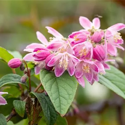 C 3 40- 60 - Sternchenstrauch 'Tourbillon Rouge' - Deutzia magnifica 'Tourbillon Rouge' - Collection