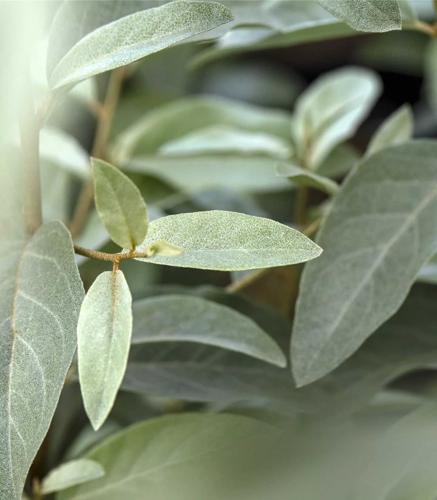 Elaeagnus angustifolia - Collection