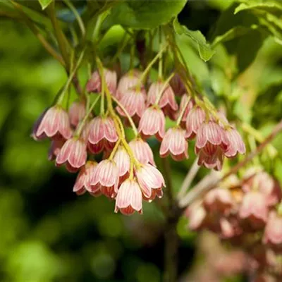 C 7,5 80- 100 - Prachtglocke - Enkianthus campanulatus - Collection