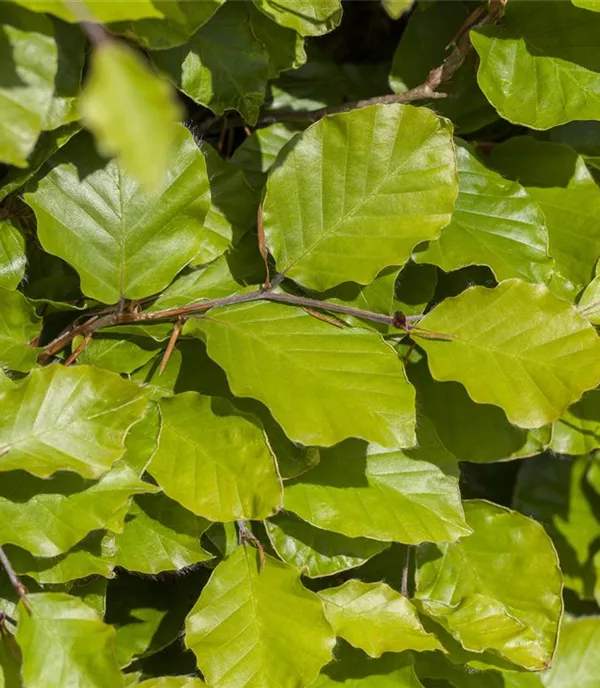 Fagus sylvatica 'Dawyck Gold' - Collection