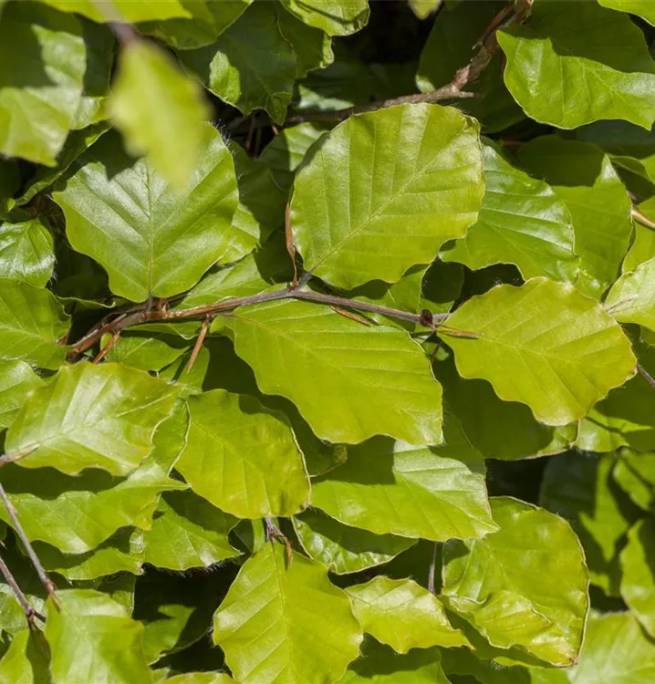 Säulen-Goldbuche 'Dawyck Gold' - Fagus sylvatica 'Dawyck Gold' - Collection