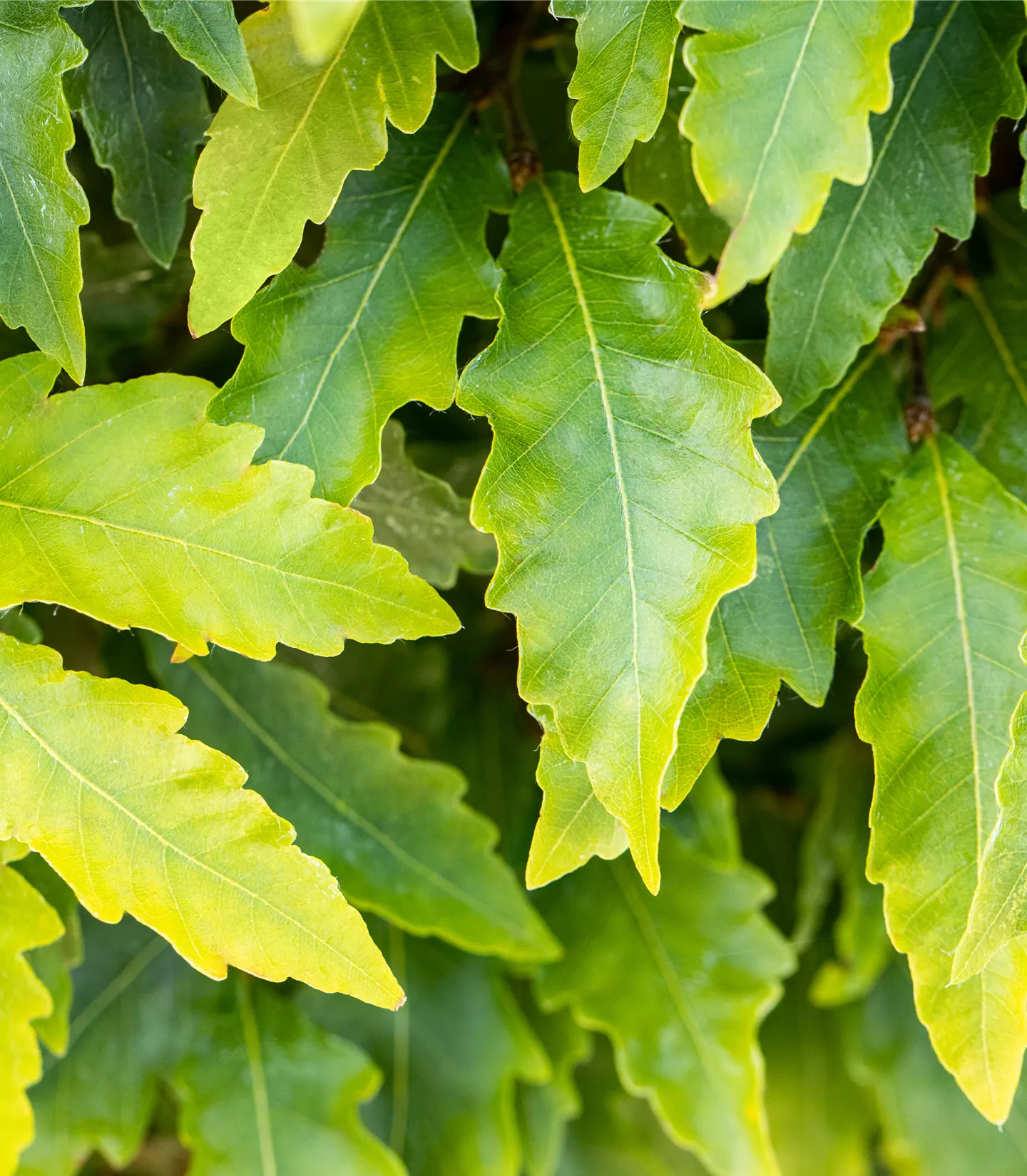 Fagus sylvatica 'Laciniata' - Collection