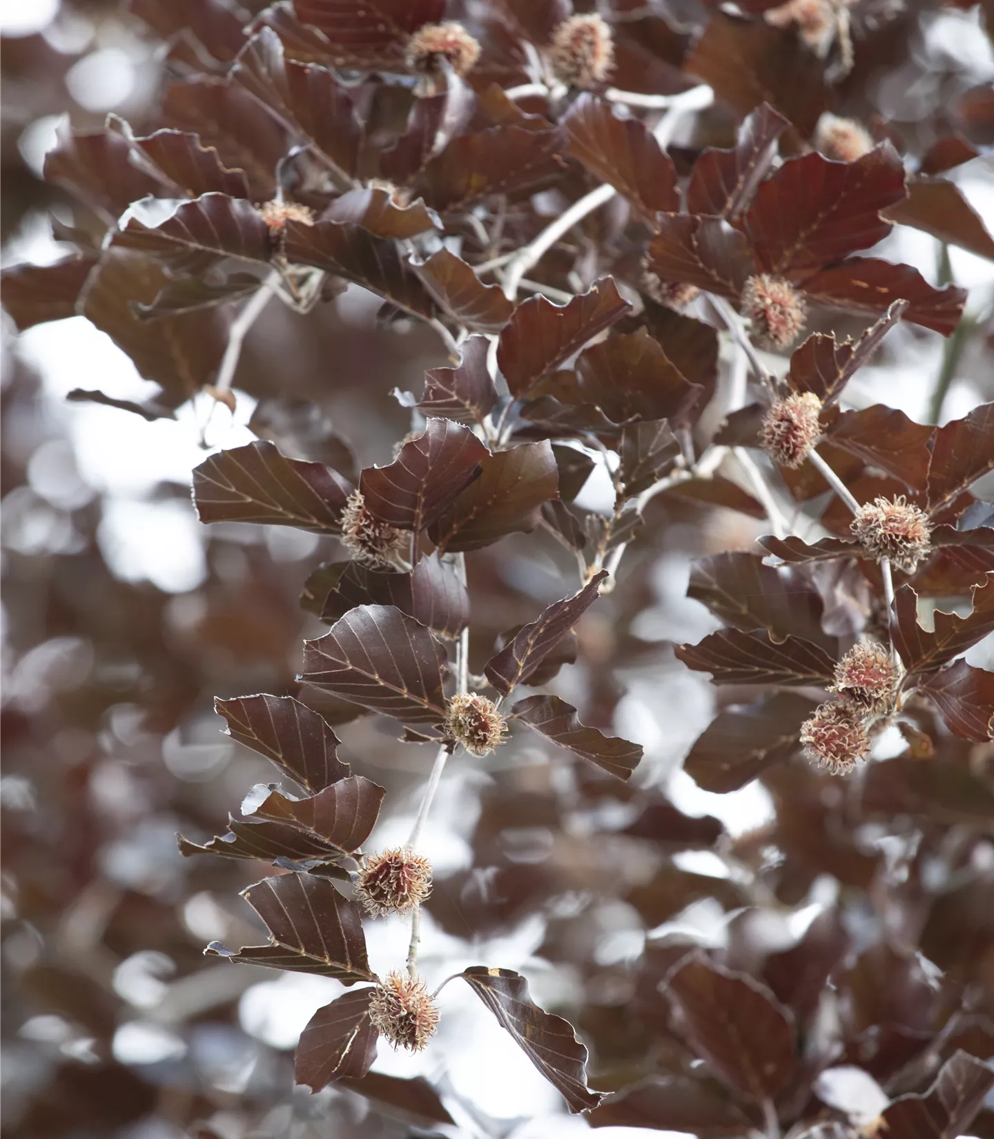 Fagus sylvatica 'Purpurea Latifolia' - Collection