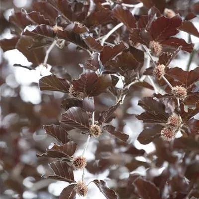 Hei 3xv mB 100- 125 - Veredelte Blut-Buche - Fagus sylvatica 'Purpurea Latifolia' - Collection