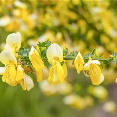 im Container 40 - 50 - Elfenbeinginster - Cytisus praecox (x) 'Allgold'