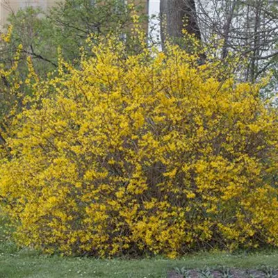 Sol 3xv mB 80- 100 - Forsythie 'Spectabilis' - Forsythia intermedia 'Spectabilis' - Collection