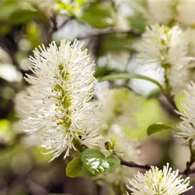 C 3 30- 40 - Zwerg-Federbuschstrauch - Fothergilla gardenii - Collection