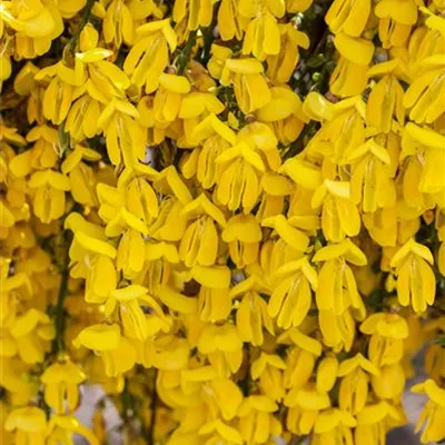 im Container 40 - 50 - Geissklee, Besenginster - Cytisus 'Golden Sunlight'