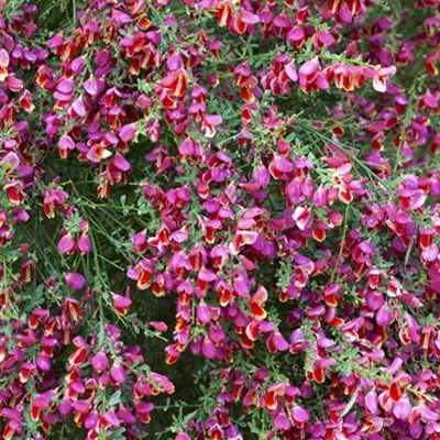 im Container 40 - 50 - Geissklee, Besenginster - Cytisus 'Roter Favorit'