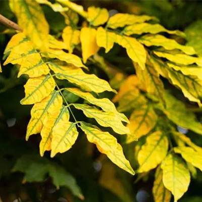 H 3xv mDb 10- 12 - Rotesche 'Summit' - Fraxinus pennsylvanica 'Summit' - Collection