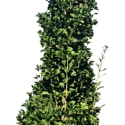 Sol 4xv mDb 300- 350 - Fächerblattbaum 'Obelisk' - Ginkgo biloba 'Obelisk' - Collection