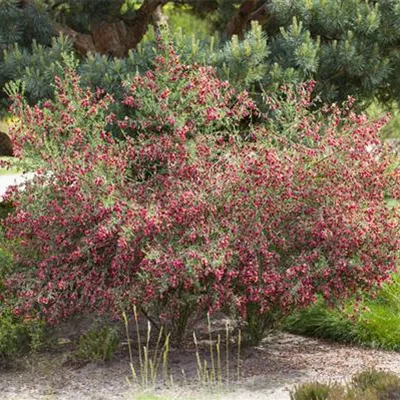 im Container 40 - 50 - Geissklee, Besenginster - Cytisus 'Boskoop Ruby'