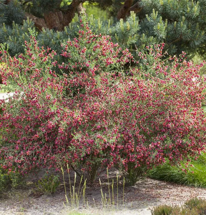 Geissklee, Besenginster - Cytisus 'Boskoop Ruby'