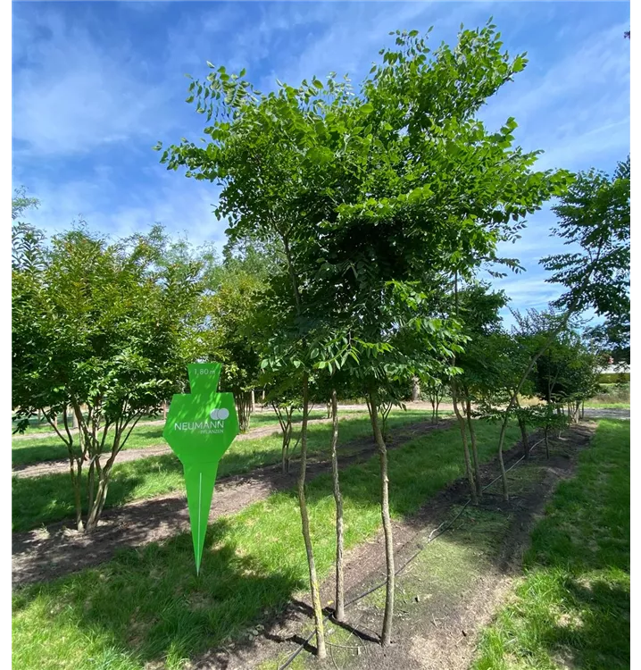 Geweihbaum - Gymnocladus dioicus - Collection