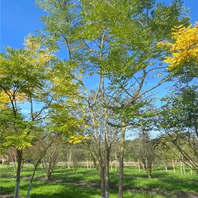 Sol Baum mehrst 6xv mDb 300-400 x 600- 700 - Geweihbaum - Gymnocladus dioicus - Collection