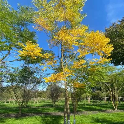 Sol Baum mehrst 6xv mDb 300-400 x 600- 700 - Geweihbaum - Gymnocladus dioicus - Collection