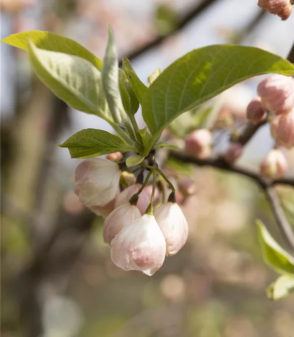 Halesia carolina - Collection