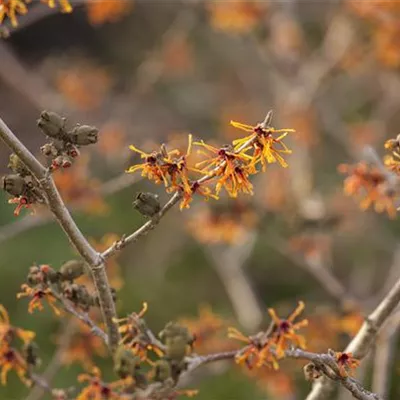 C 3 40- 60 - Zaubernuss 'Aphrodite' - Hamamelis interm.'Aphrodite' - Collection