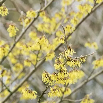 Sol 3xv mB 100- 125 - Schwefelgelbe Zaubernuss 'Arnold Promise' - Hamamelis interm.'Arnold Promise' - Collection