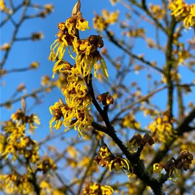 Schirm 7xv mDb 200-300 x 250- 300 - Schwefelgelbe Zaubernuss 'Arnold Promise' - Hamamelis interm.'Arnold Promise' - Collection