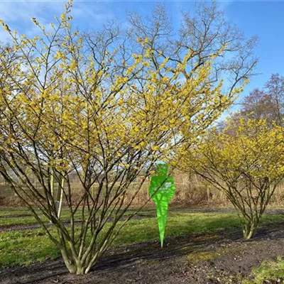 Schirm 7xv mDb 300-400 x 300- 350 - Schwefelgelbe Zaubernuss 'Arnold Promise' - Hamamelis interm.'Arnold Promise' - Collection