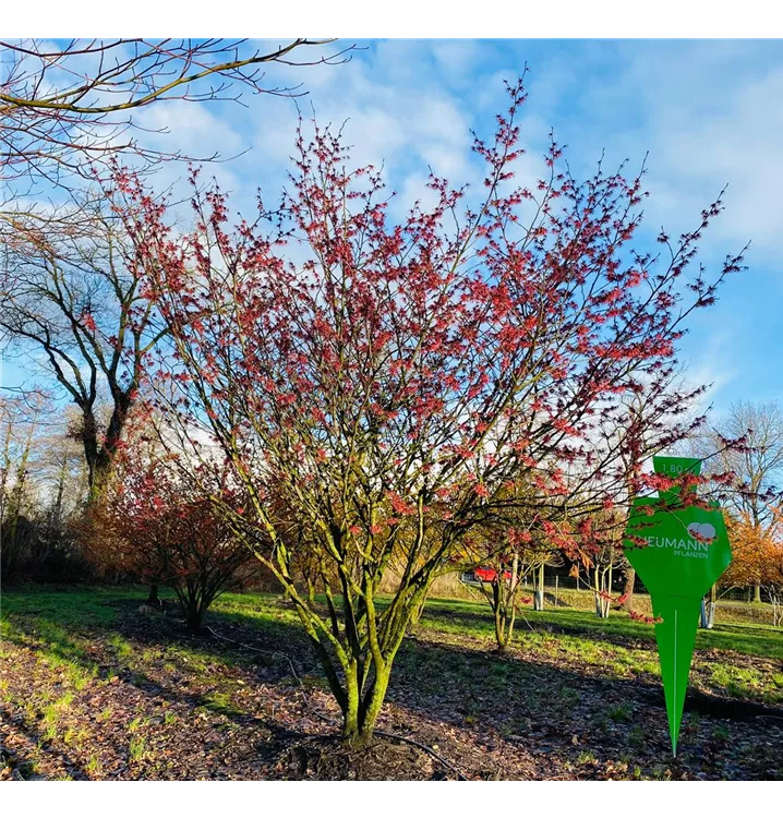 Zaubernuss 'Feuerzauber' - Hamamelis interm.'Feuerzauber' - Collection