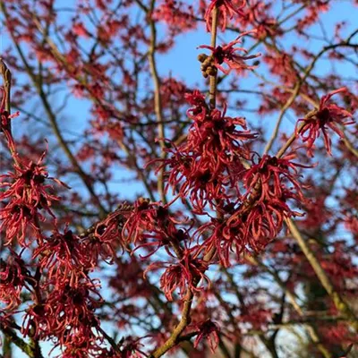 Schirm 7xv mDb 200-300 x 300- 350 - Zaubernuss 'Feuerzauber' - Hamamelis interm.'Feuerzauber' - Collection