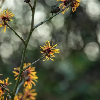 C 3 40- 60 - Zaubernuss 'Harry' - Hamamelis interm.'Harry' - Collection