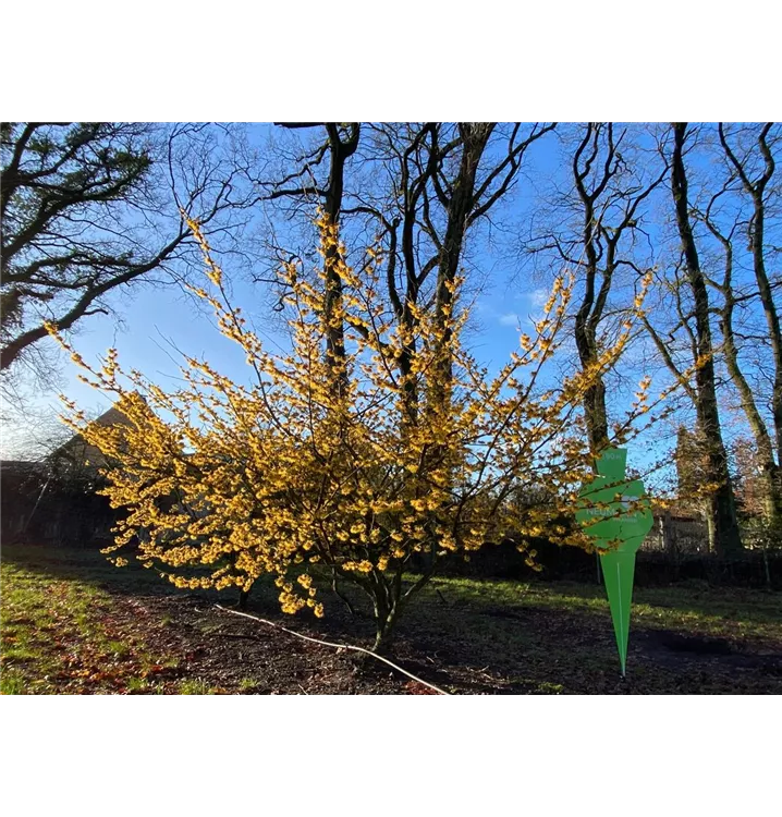 Zaubernuss 'Orange Glow' - Hamamelis interm.'Orange Glow' - Collection