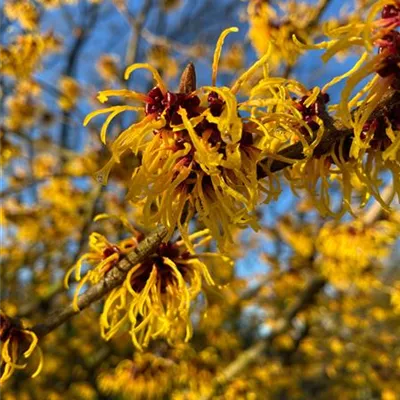 Schirm 7xv mDb 200-300 x 200- 250 - Zaubernuss 'Orange Glow' - Hamamelis interm.'Orange Glow' - Collection