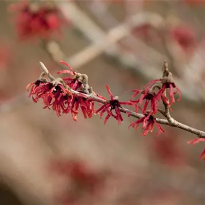 Sol 3xv mB 80- 100 - Zaubernuss 'Ruby Glow' - Hamamelis interm.'Ruby Glow' - Collection