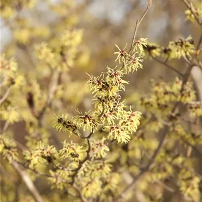 C 3 40- 60 - Herbstblühende Virginische Zaubernuss - Hamamelis virginiana - Collection