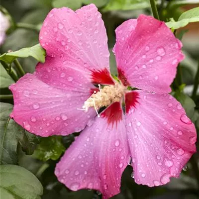 C 3 30- 40 - Eibisch Hybriden i.S. - Hibiscus syriacus i.S. - Collection