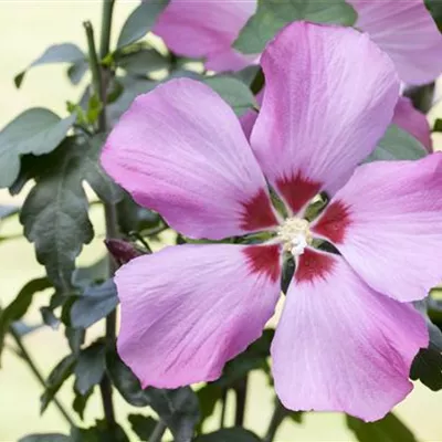 Sol 3xv mB 60- 80 - Garteneibisch 'Resi' - Hibiscus syriacus 'Resi' - Collection