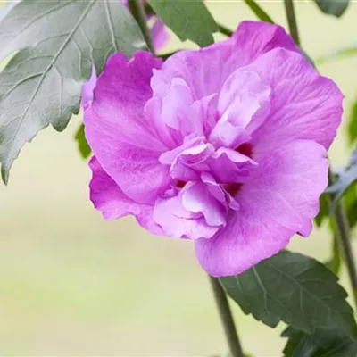 Sol 3xv mB 80- 100 - Garteneibisch 'Purple Ruffles' - Hibiscus syriacus 'Purple Ruffles' - Collection