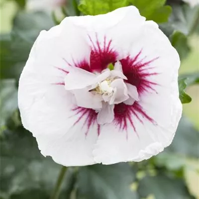 Sol 3xv mB 60- 80 - Garteneibisch 'Lady Stanley' - Hibiscus syriacus 'Lady Stanley' - Collection