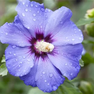 Sol 3xv mB 60- 80 - Garteneibisch 'Blue Bird' - Hibiscus syriacus 'Blue Bird' - Collection